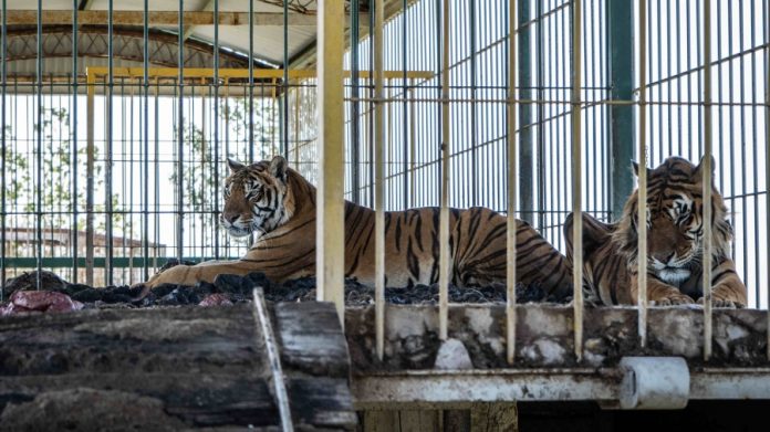 rescataron cuatro tigres de bengala en San Luis