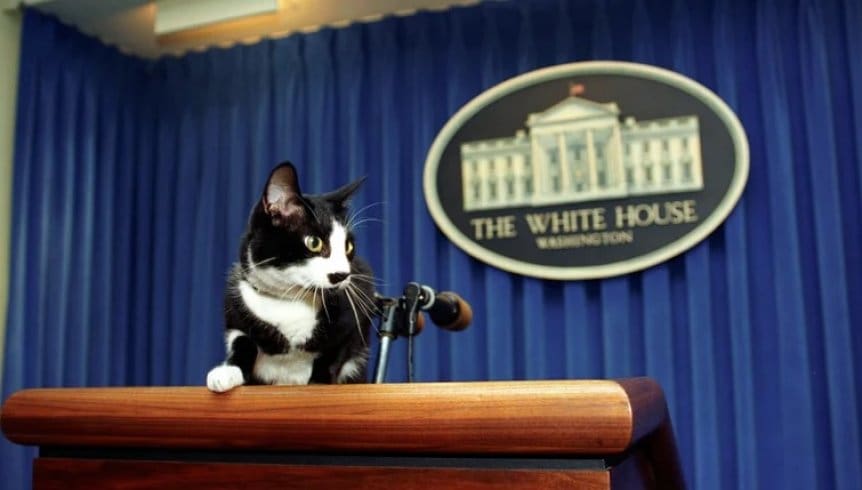 Día Internacional del Gato