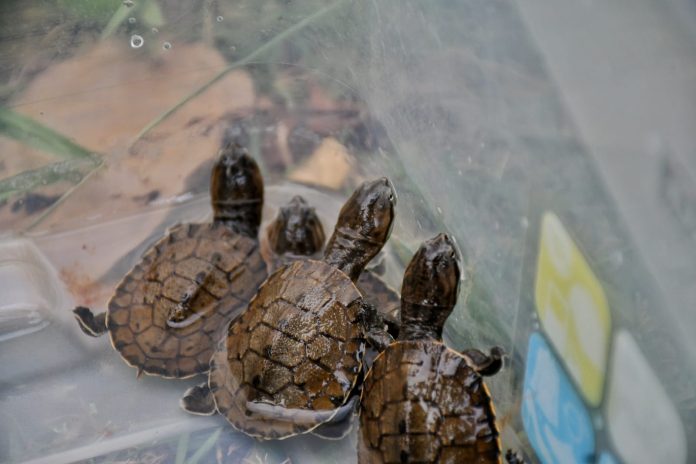 Nacen 10 tortugas de agua en peligro de extensión