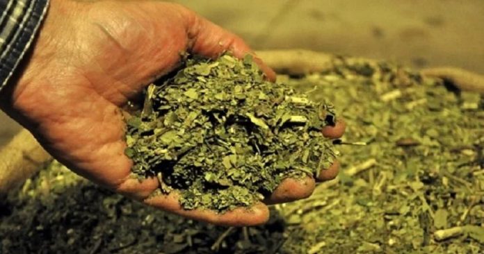 molino de yerba mate más grande y moderno de Argentina