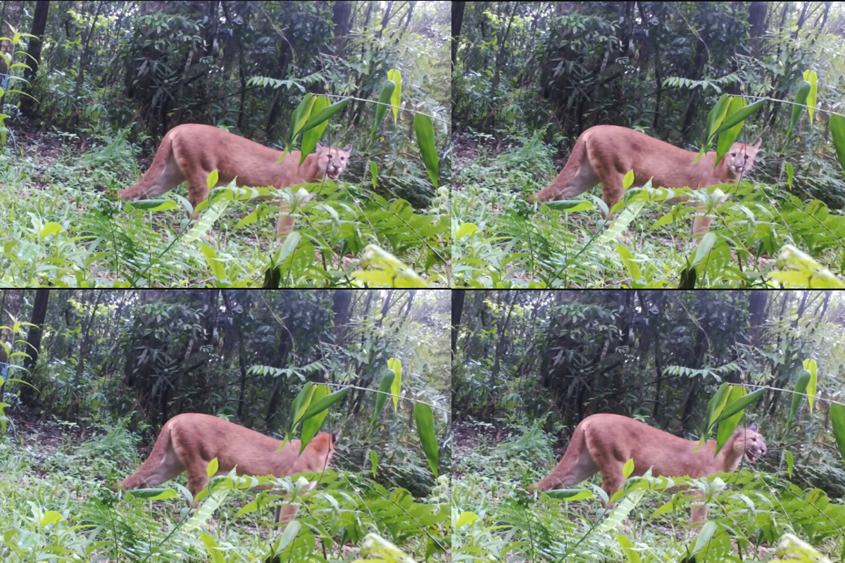 Fauna Misionera - Puma en Iguazú