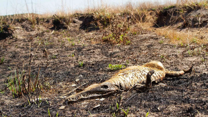 Revelan que las especies más afectadas por los incendios en Corrientes fueron los yacarés y las tortugas