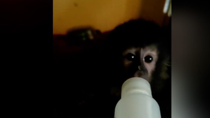 Monito Mono rescatado