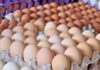 Tras el reciente aumento del precio del huevo, desde el sector aseguran que volverá a subir en los próximos meses