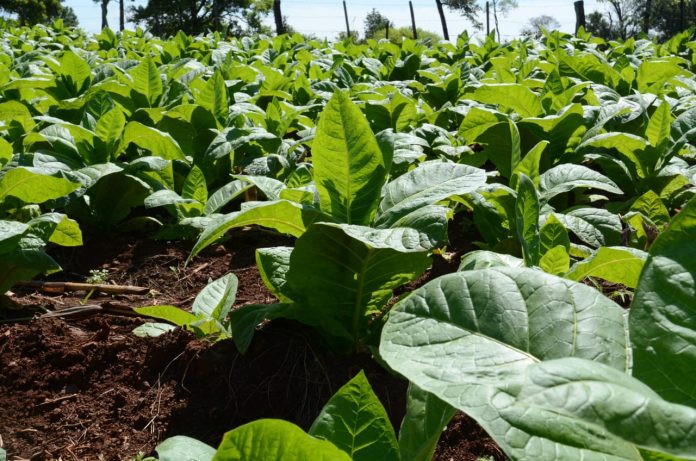 Misiones | Desde el 11 de mayo se depositará el pago del retorno a los productores del sector tabacalero
