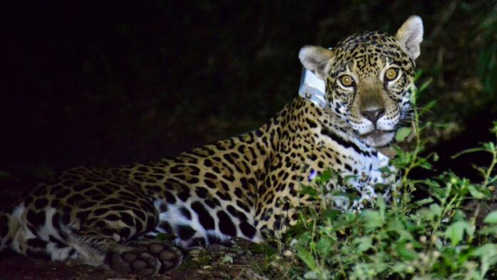 Investigadores de Argentina y Brasil lograron capturar un yaguareté y colocarle un GPS