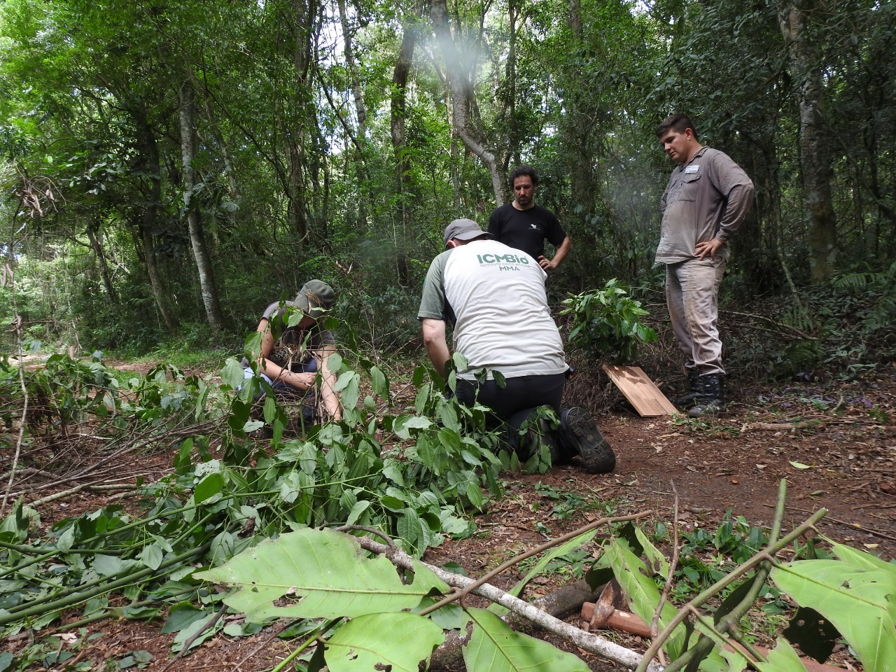 Investigadores de Argentina y Brasil lograron capturar un yaguareté y colocarle un GPS 