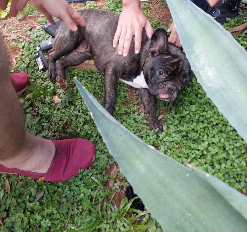 Encontraron a la perra Olivia en Posadas