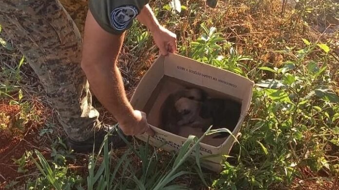 Tiraron tres perritos en un basural de San Vicente