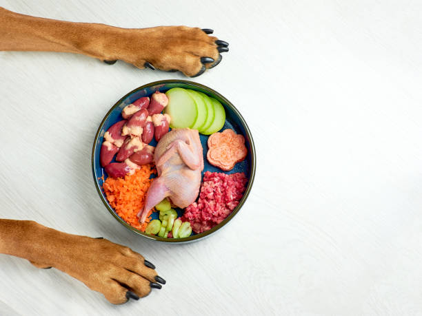 animales de compañía