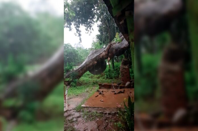 caída de un árbol sobre una vivienda