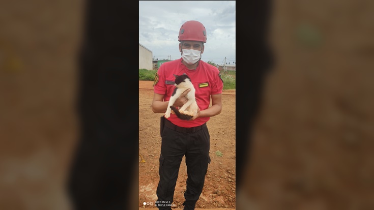 rescataron un gato en Itaembé Guazú