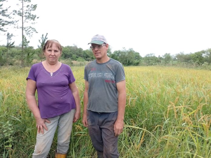 producción de arroz en Misiones