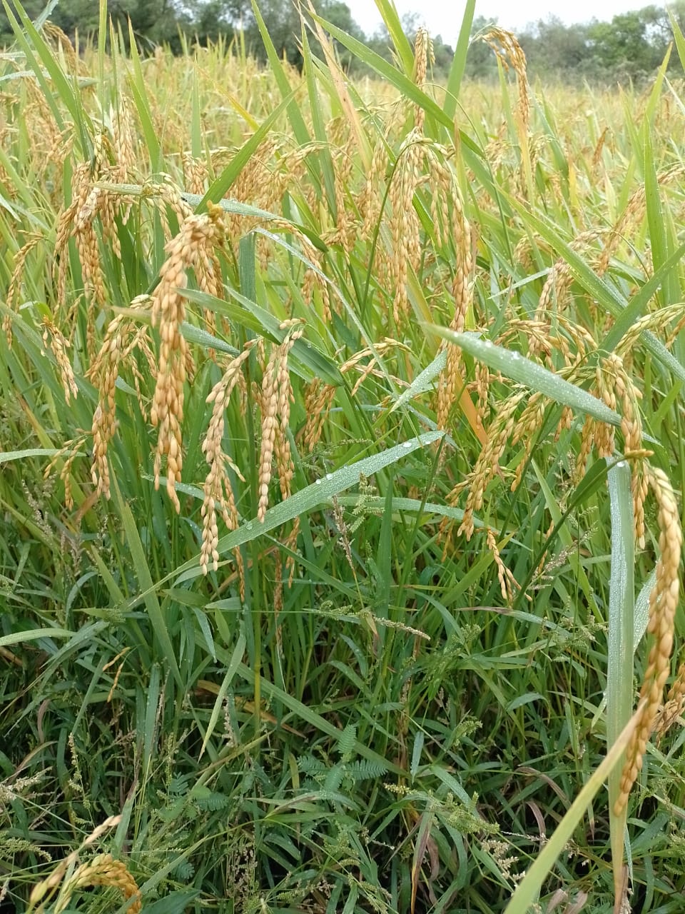 producción de arroz en Misiones 