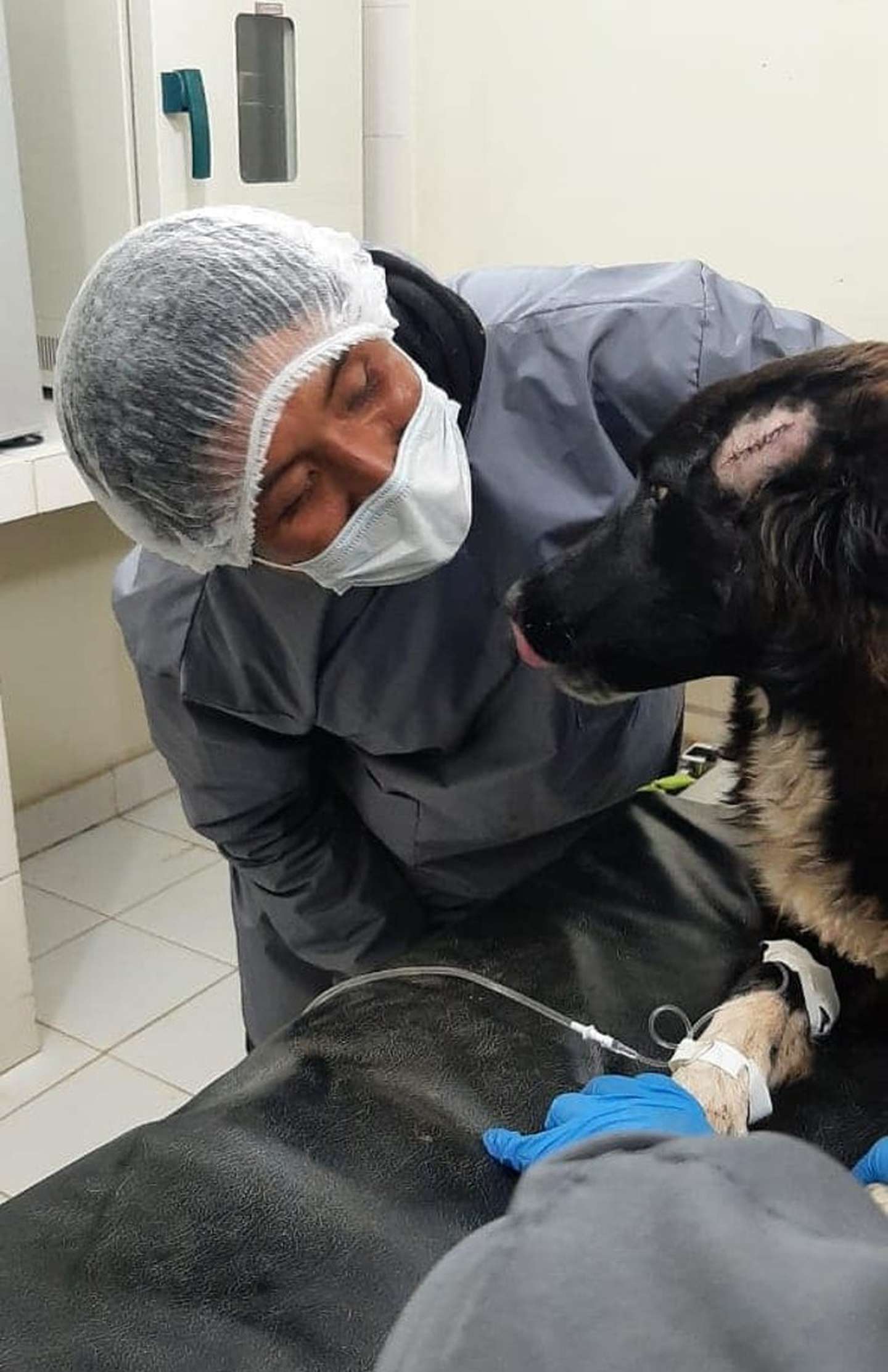 Un perro salvó a su dueña de ser víctima de femicidio y recibió dos puñaladas