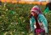trabajo infantil en misiones