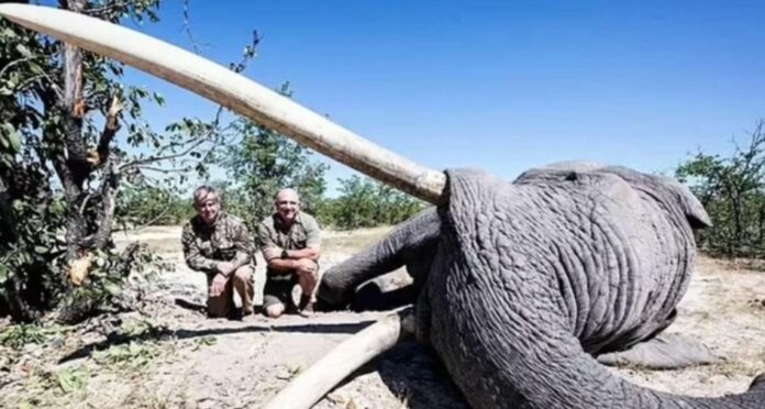 cazador mató a un elefante