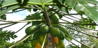 Plantas medicinales | Conocé los efectos curativos para eliminar parásitos