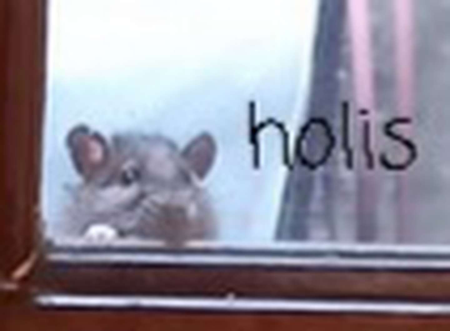 vecinos se quejaron de una plaga de ratas con una foto