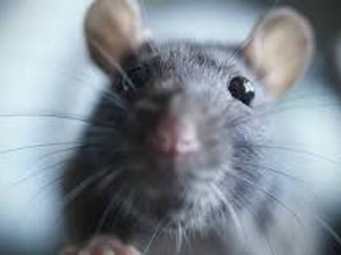 ratitaaa vecinos se quejaron de una plaga de ratas con una foto