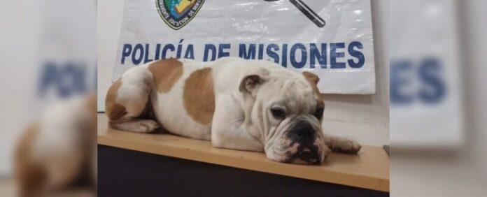 Secuestró un perro
