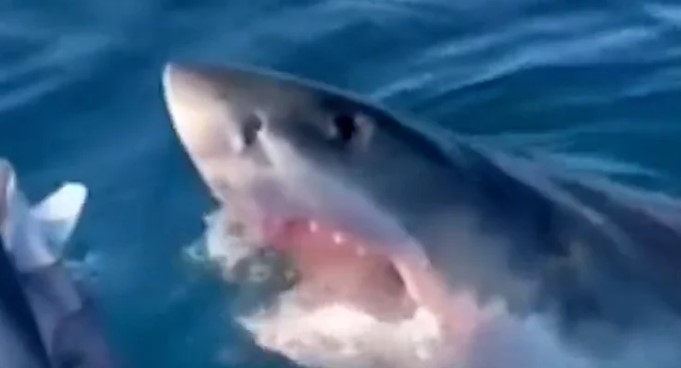 tiburón blanco atacó a un bote familiar