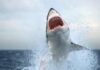 tiburón blanco atacó a un bote familiar