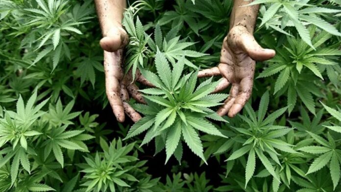 ley de cannabis medicinal y cañamo industrial