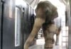 Las elefantas Pocha y Guillermina llegaron al santuario en Brasil