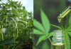 Ley de Cannabis Medicinal y Cáñamo Industrial