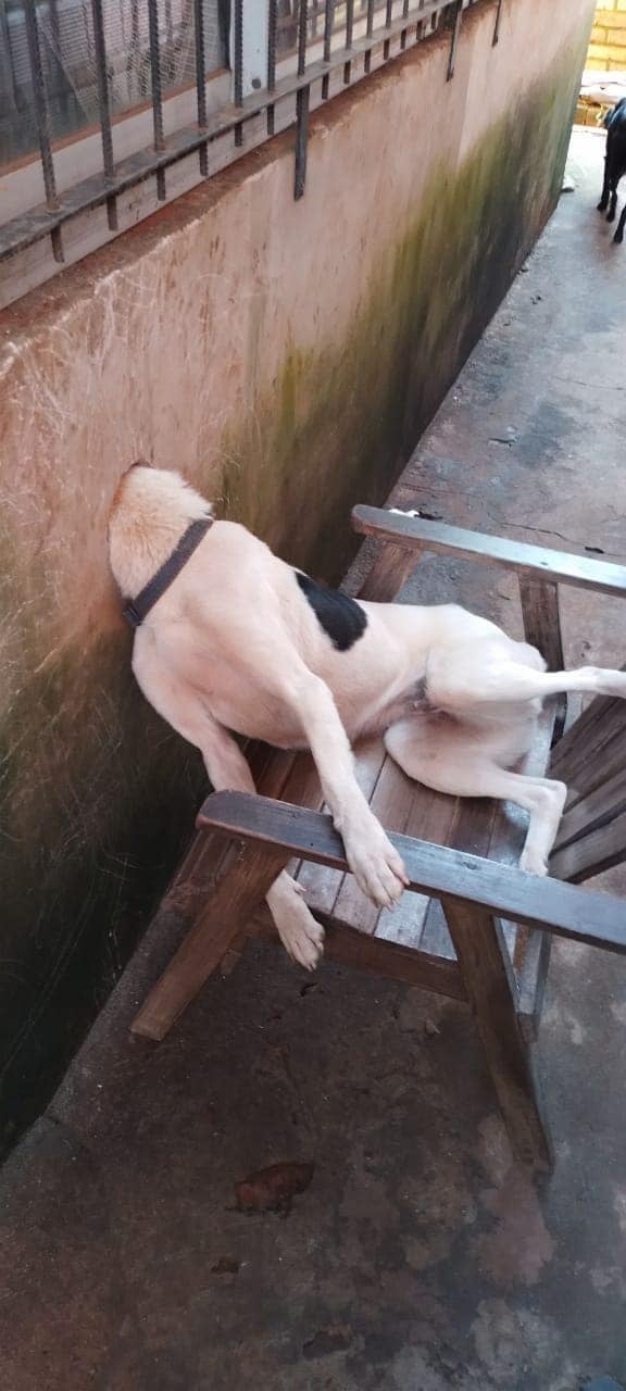 perro atrapado en una pared