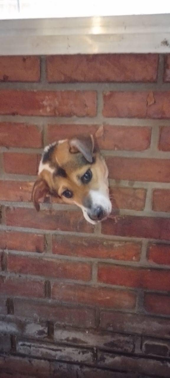 perro atrapado en una pared