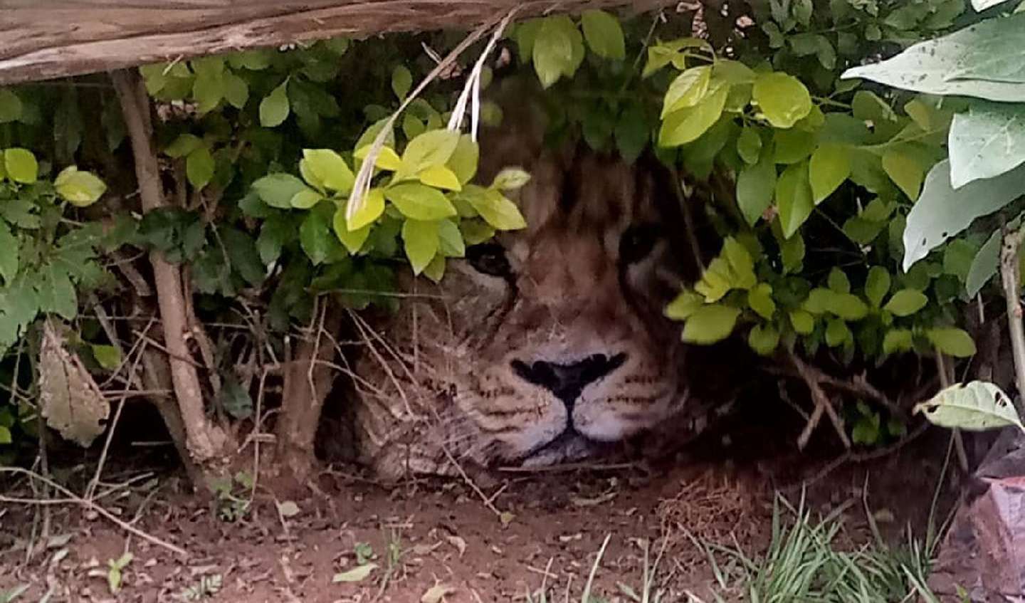 Llamó a emergencias porque había un león en su patio, pero se llevaron una  sorpresa