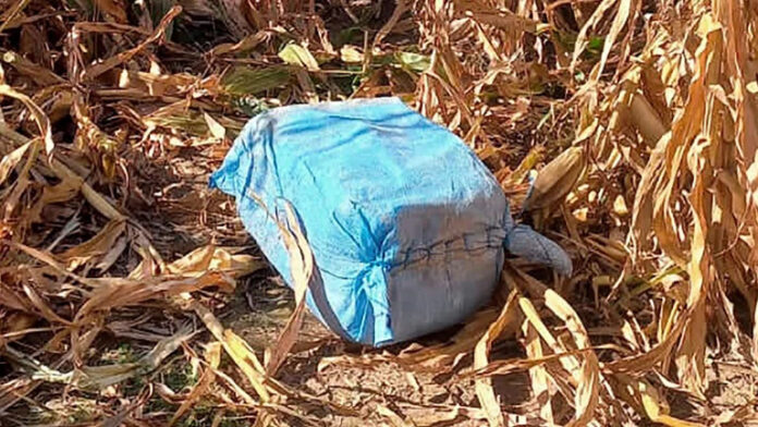 Encontraron 175 kilos de cocaína en un campo
