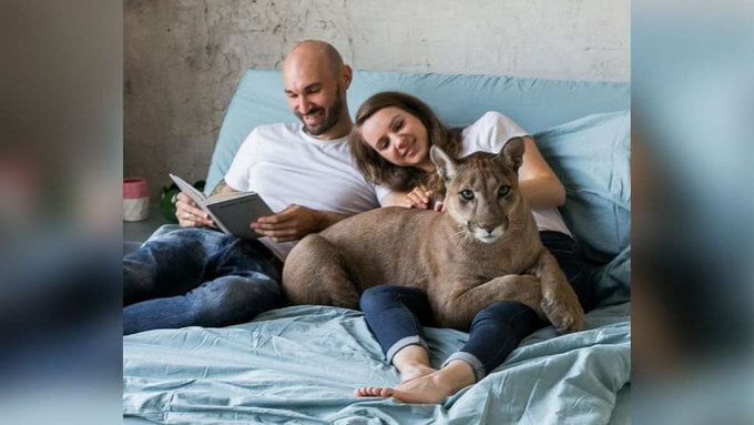 Puma fue rescatado de un zoológico ahora vive en una casa