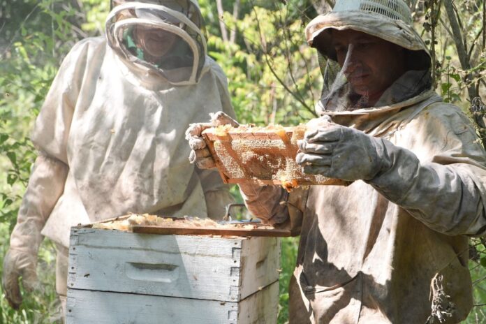 producción de miel misionera
