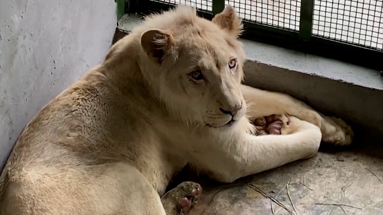 Venezuela: cachorros de 3 leones blancos se recuperan en un zoológico