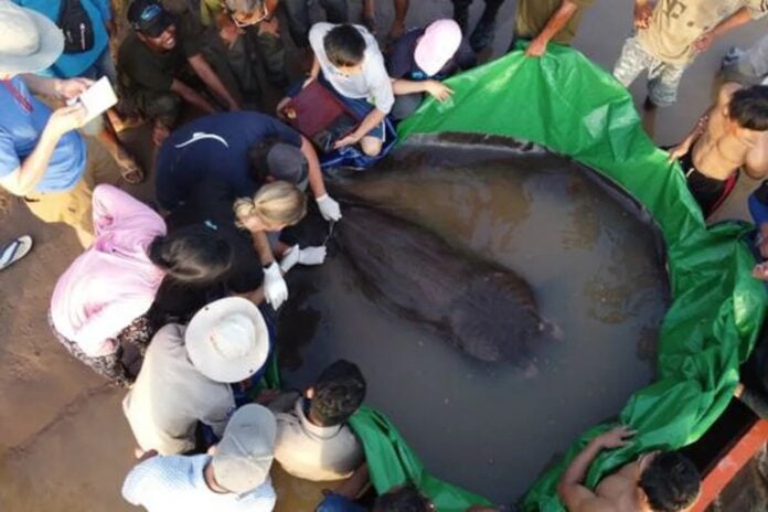 Descubren una raya gigante