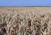 Siembra de trigo: Argentina atraviesa la peor siembra de trigo en 12 años