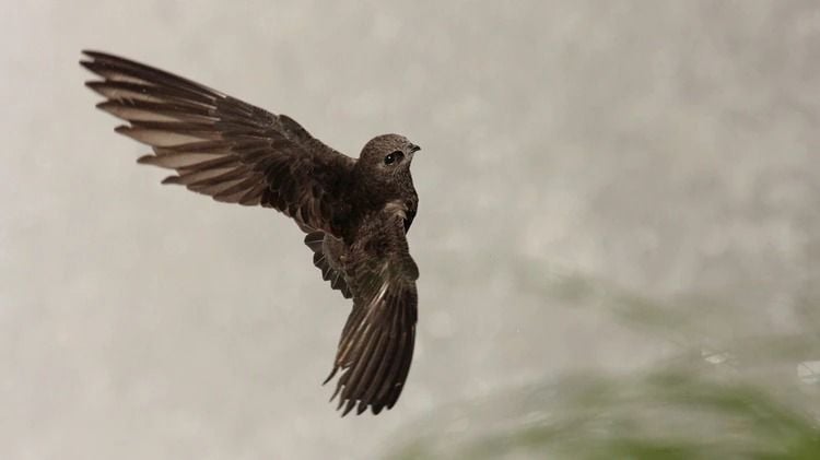 El Vencejo de Cascada, ave autóctona, fue declarado Monumento Natural de la provincia
