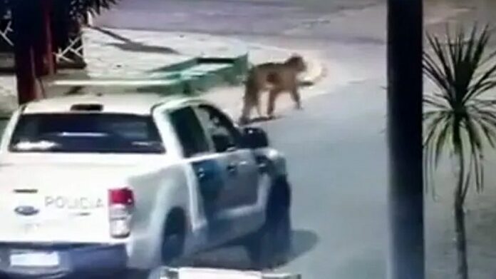 Puma en Villa Gesell