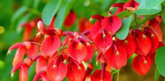 Plantas medicinales de Misiones