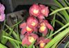orquídeas posadeñas