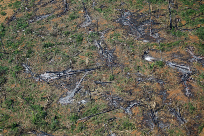 deforestacion en la amazonia