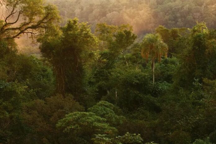 cuidado del ambiente misiones