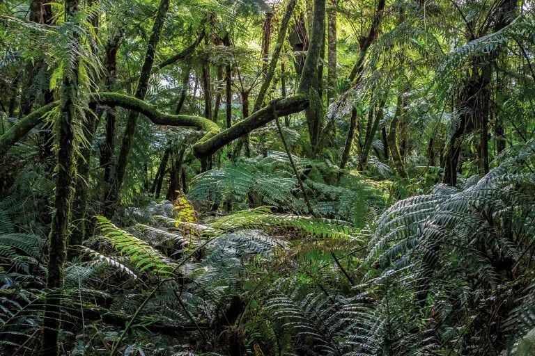 cuidado del ambiente misiones