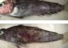 peces de la Antártida que desarrollan extraños tumores