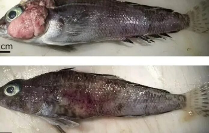 peces de la Antártida que desarrollan extraños tumores