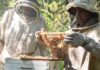 producción de miel en Misiones