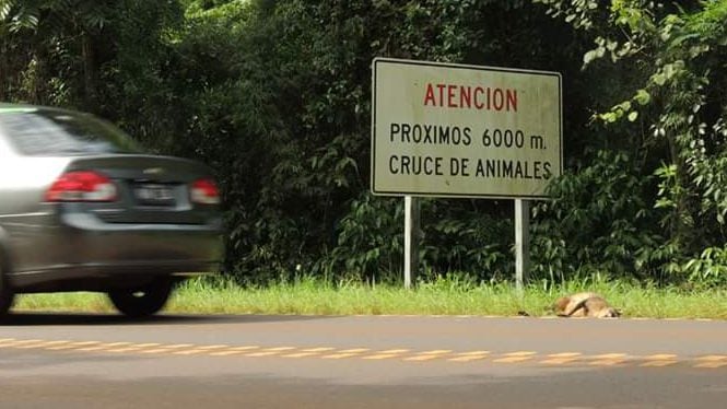 AGUARA-e1543919707246 animales atropellados
